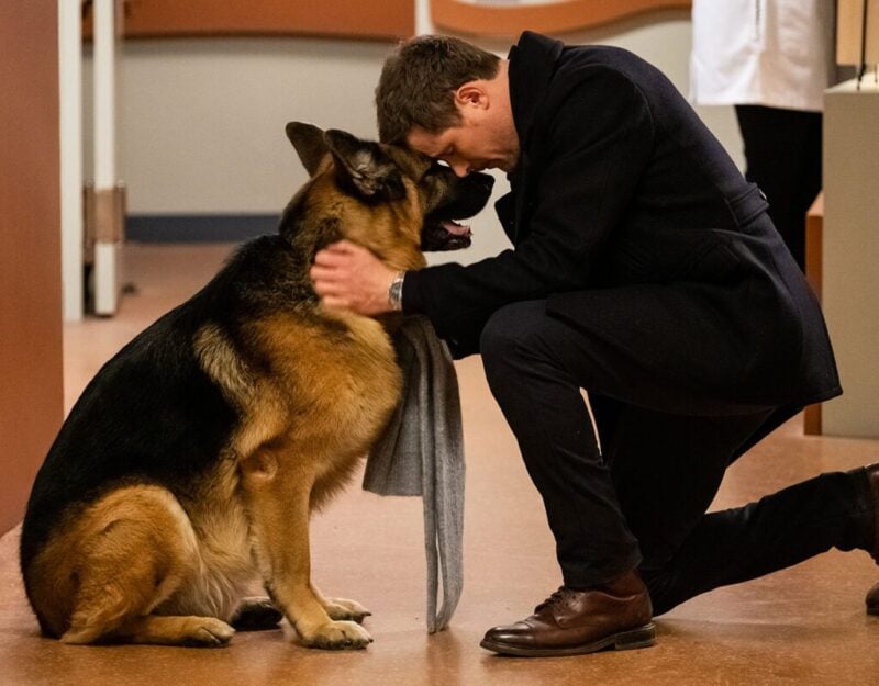 Detective Hudson and his partner, German Shepherd Rex