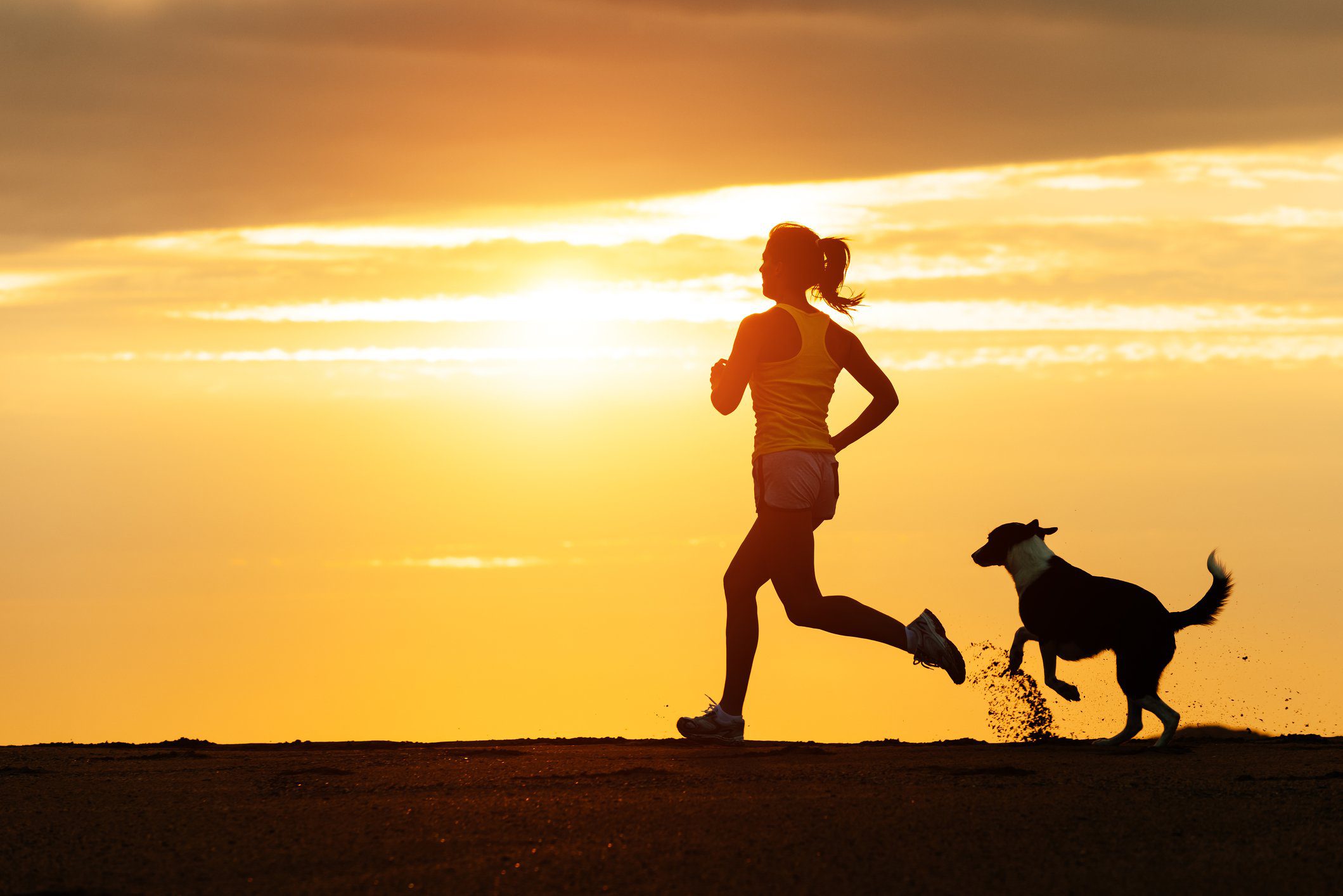 Why We Love Dogs: A Reflection on Our Canine Companions